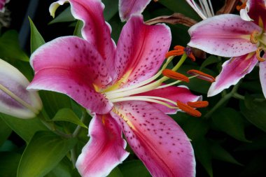 Doğada açan kırmızı zambak