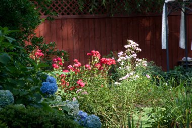 Bahçede büyüyen renkli çiçekler