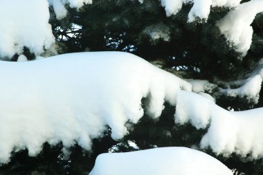 Ağaçlarda ve çalılıklarda beyaz kar
