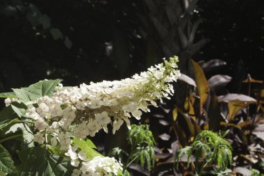 Güneş ışığında açan beyaz çiçek.