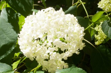 Beyaz ortanca gün ışığında çiçek açıyor.