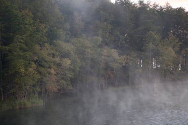 Ağaçlar suyun içinde yansıyor.