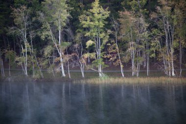 Ağaçlar suyun içinde yansıyor.