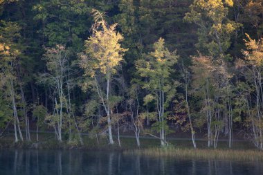 Ağaçlar suyun içinde yansıyor.