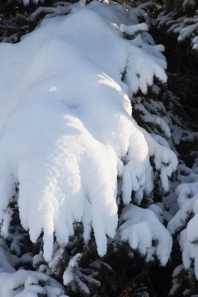 Neige Blanche Sur Les Arbres Les Buissons — Photo