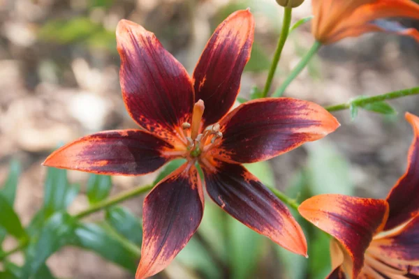 Lys Ouvert Dans Jardin — Photo