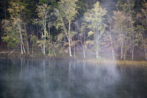 水に反射した屋外の木 — ストック写真