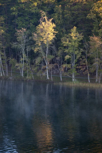 Árvores Refletidas Água — Fotografia de Stock