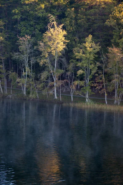 Árvores Refletidas Água — Fotografia de Stock