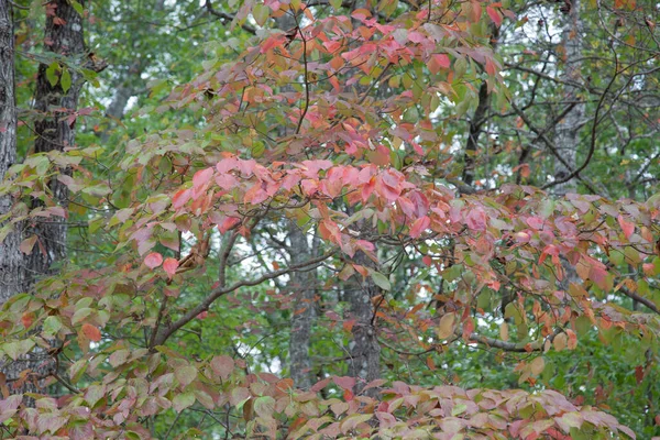 Fall tree with colored leaves
