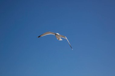 Martı gökyüzünde özgürce uçuyor.