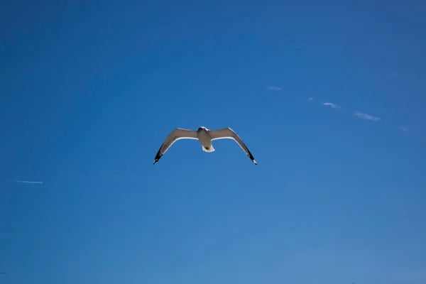 Γλάρος Που Πετάει Ελεύθερος Στον Ουρανό — Φωτογραφία Αρχείου