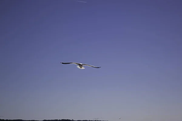 Чайка Вільно Літає Небі — стокове фото
