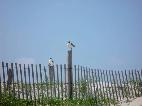 海鸥栖息在栅栏柱子上 — 图库照片