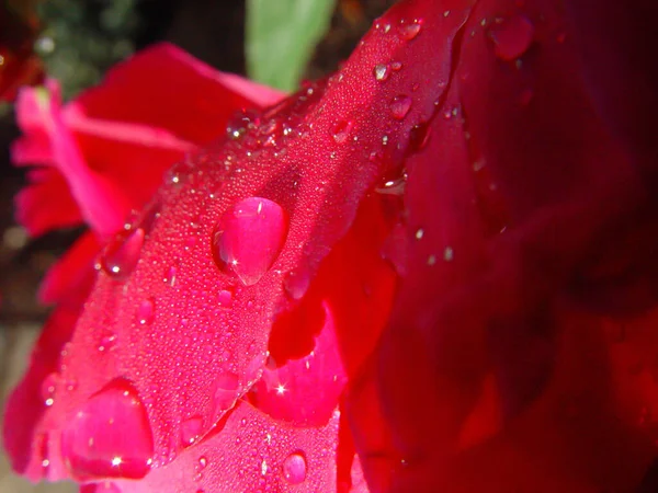 Rosebud Rouge Avec Rosée — Photo