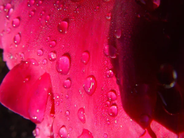 이슬이 장미꽃 — 스톡 사진