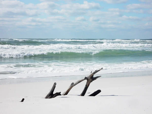 Spiaggia Con Driftwood Nella Sabbia — Foto Stock