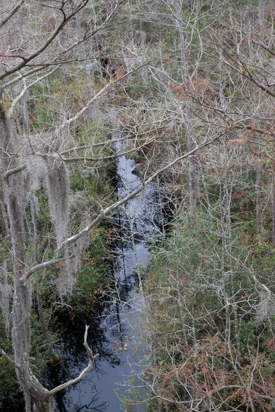 Okefenokee Pântano Com Água Árvores — Fotografia de Stock