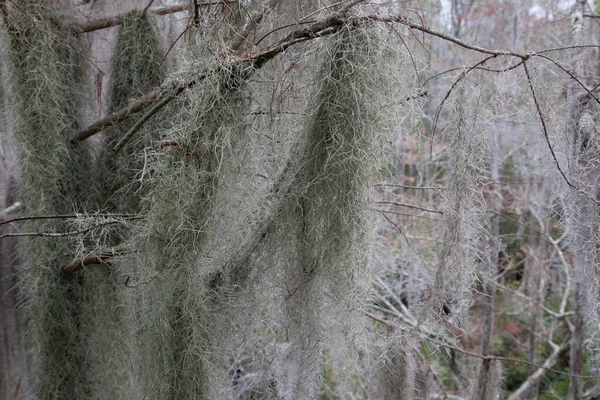活橡树上的西班牙苔藓 — 图库照片