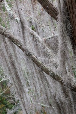 Okefenokee Gürcistan Bataklığı 'ndaki ağaçlar