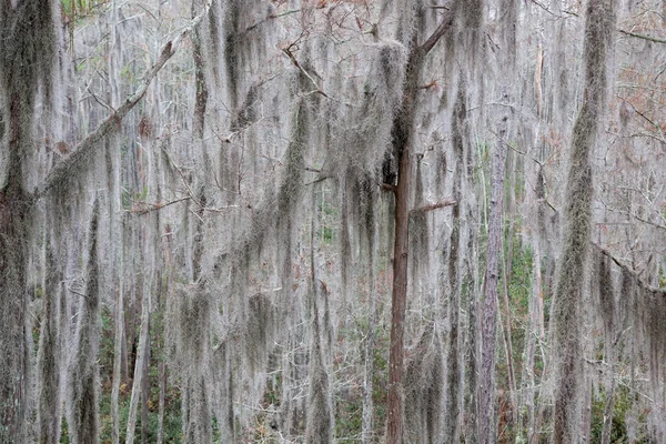 Okefenokee Gürcistan Bataklığı Ndaki Ağaçlar — Stok fotoğraf