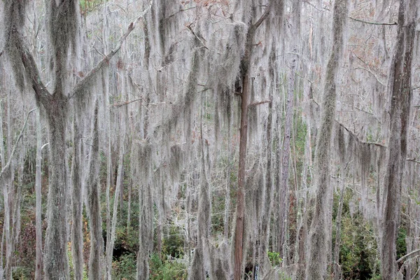 Okefenokee Gürcistan Bataklığı Ndaki Ağaçlar — Stok fotoğraf