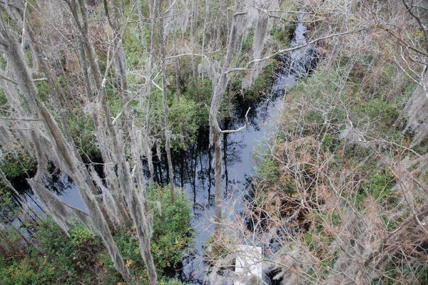 Okefenokee Moeras Met Water Spaans Mos — Stockfoto