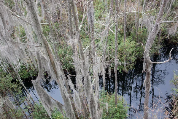 Okefenokee Pântano Com Água Musgo Espanhol — Fotografia de Stock