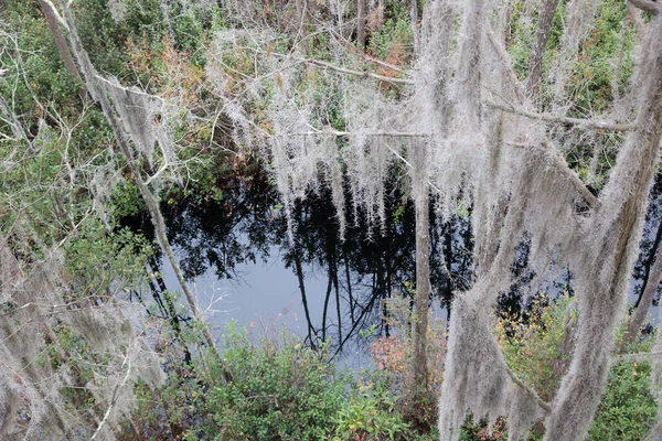 Okefenokee Träsk Med Vatten Och Spanska Mossa — Stockfoto