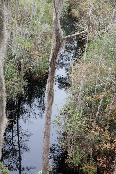 Okefenokee Swamp Water Spanish Moss — Stock Photo, Image