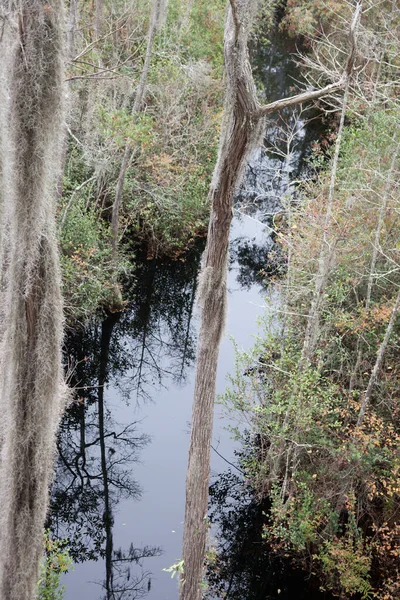 Okefenokee沼泽与水和西班牙苔藓 — 图库照片