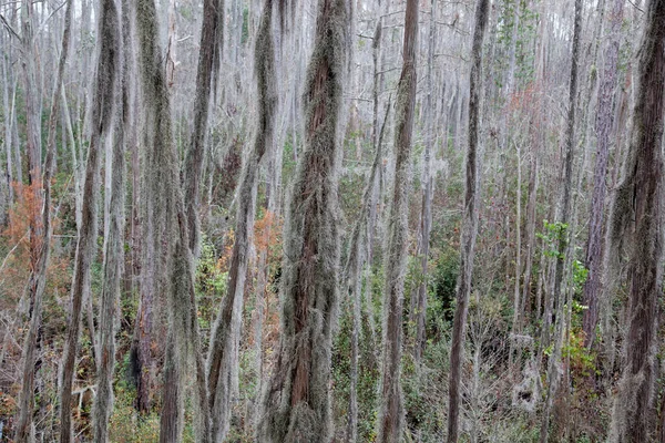 Okefenokee Gürcistan Bataklığı Ndaki Ağaçlar — Stok fotoğraf