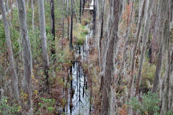 Pântano Sul Com Lagoa Árvores Cypress — Fotografia de Stock