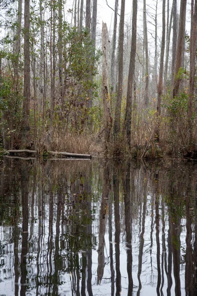 Södra Träsk Med Pond Cypress Träd — Stockfoto