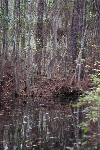 Södra Träsk Med Pond Cypress Träd — Stockfoto