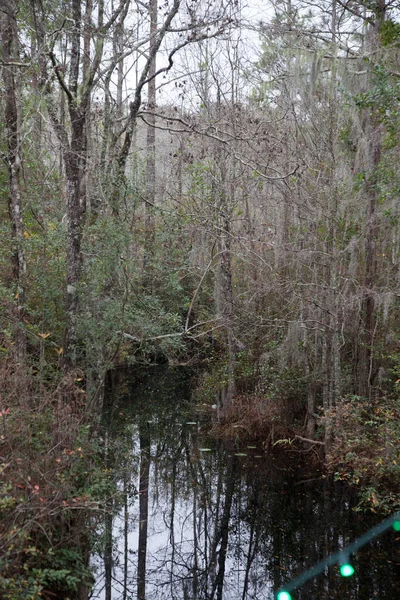 Southern Swamp Pond Cypress Trees — Stock Photo, Image