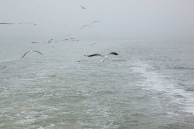 Martı gökyüzünde uçuyor.