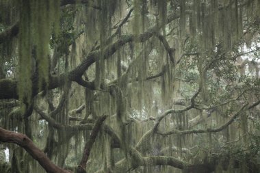 Bir ağaç dalından sarkan İspanyol yosunu.