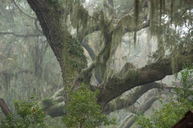 Bir ağaç dalından sarkan İspanyol yosunu.