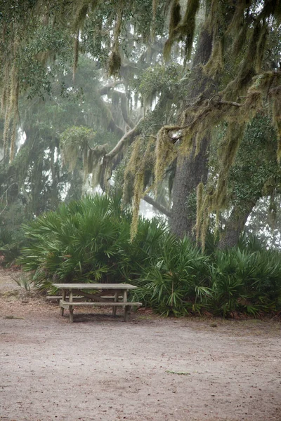 Picnic Table Tree Limb Spanish Moss — Stock Photo, Image