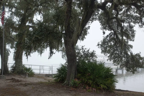 Spanish Moss Hanging Tree Limb Water — Stock Photo, Image