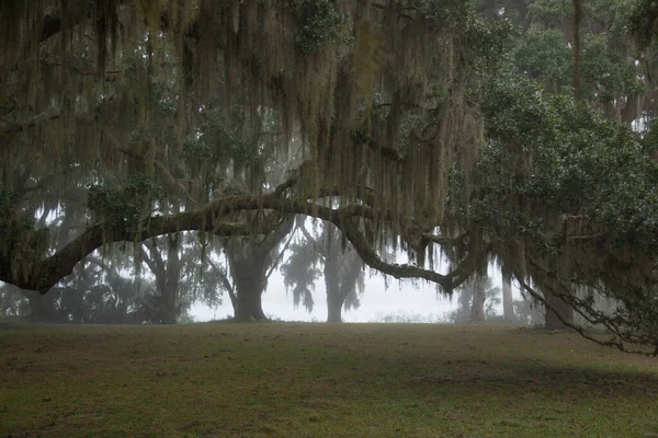Bir ağaç dalından sarkan İspanyol yosunu.