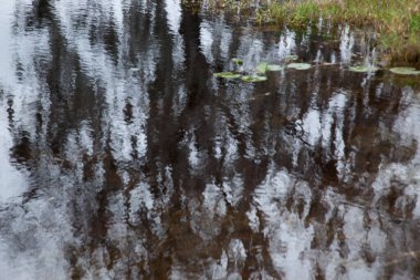 Suya yansıyan ağaçlarla dolu bir bataklık