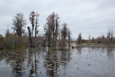 Suya yansıyan ağaçlarla dolu bir bataklık