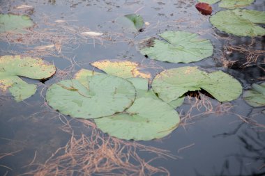 Lily Pad suda yüzüyor.