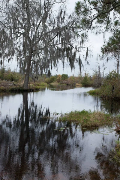 Marais Avec Des Arbres Reflétés Dans Eau — Photo