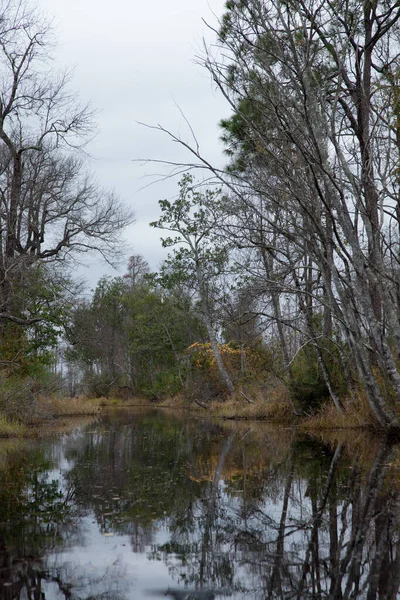 Bažina Stromy Odrážejícími Vodě — Stock fotografie