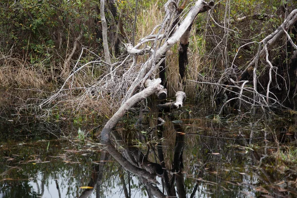 Swamp Trees Reflected Water — Stock Photo, Image