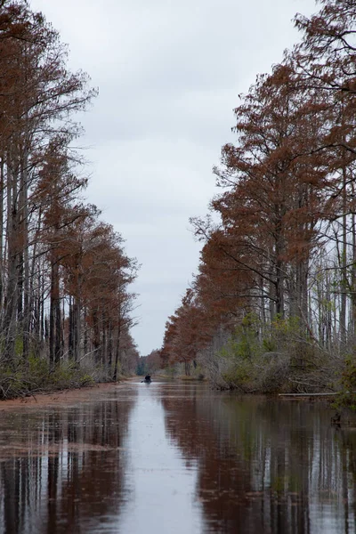 Suya Yansıyan Ağaçlarla Dolu Bir Bataklık — Stok fotoğraf