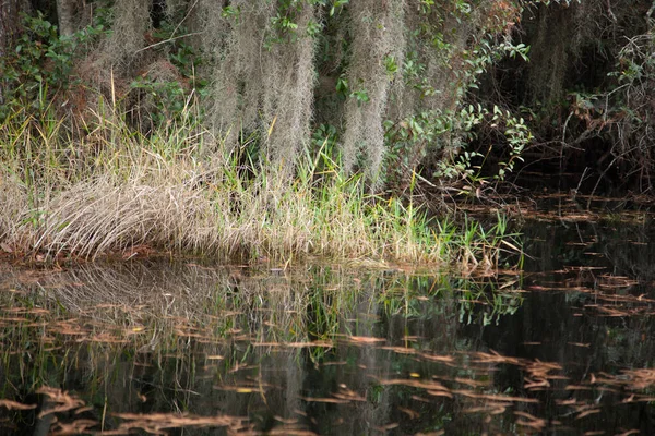 Marais Avec Des Arbres Reflétés Dans Eau — Photo